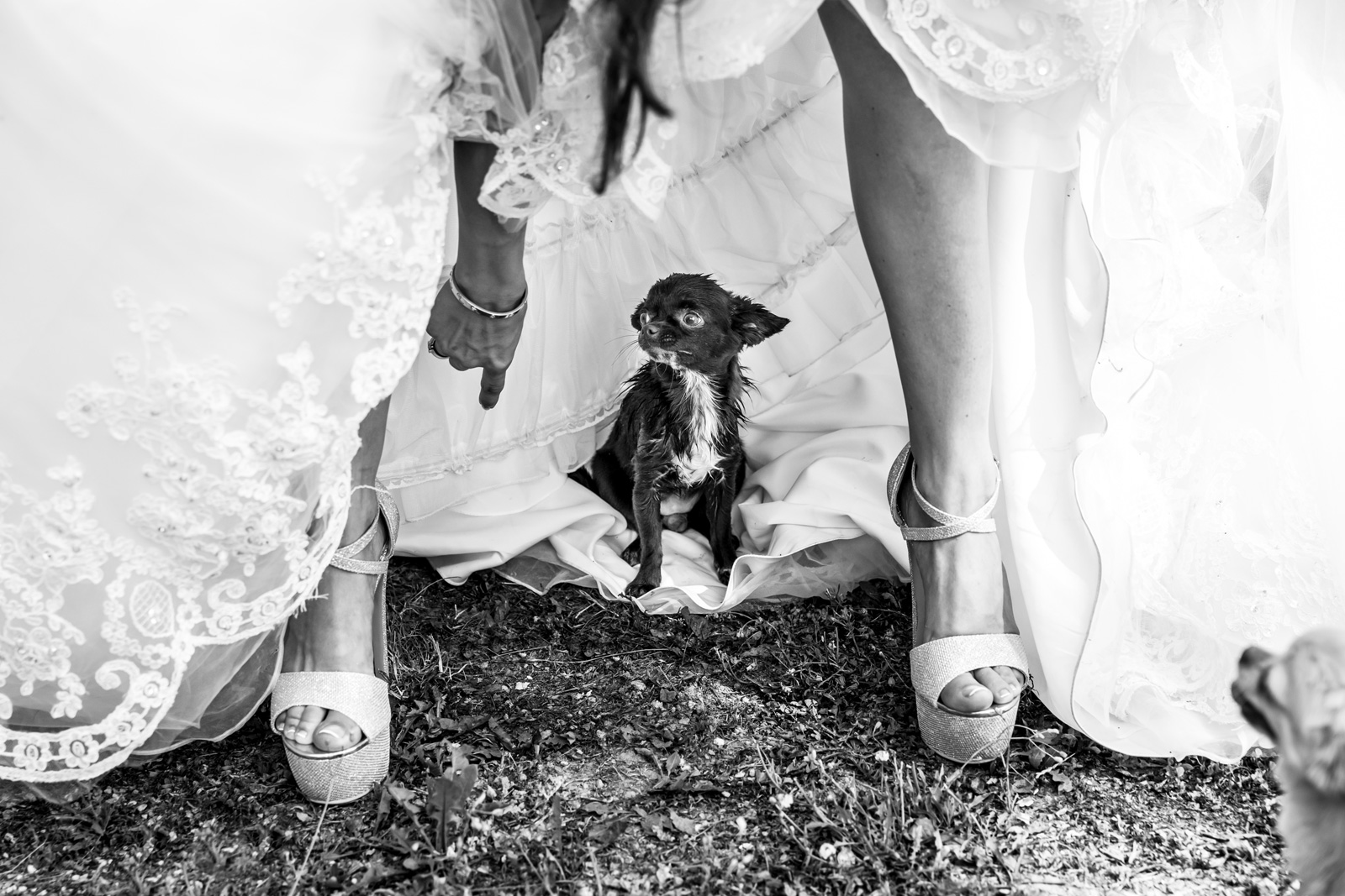 Braut mit Chihuahua 
